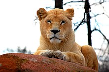 African lion resting at the Toronto Zoo.jpg