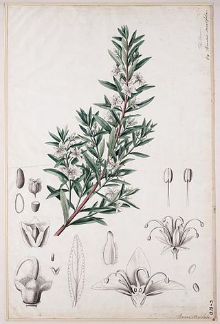 <i>Agathosma serratifolia</i> Species of flowering plant