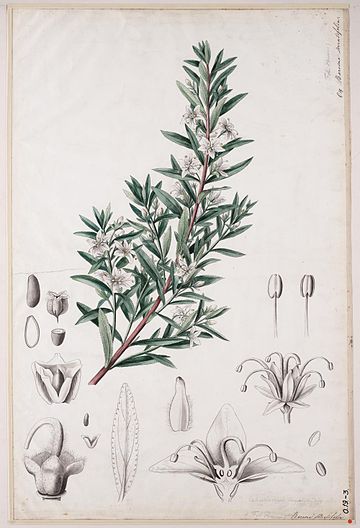 Agathosma serratifolia