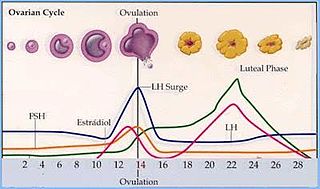 Induced ovulation (animals)