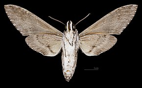 Agrius godarti specimen - Female ventral