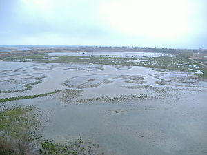 Aiguamoll: La paraula i el seu ús, Aiguamolls litorals, Ecologia