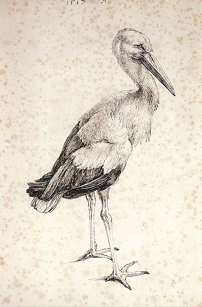 File:Albrecht Dürer - The Stork - WGA07079.jpg