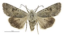 Aletia s.l. cuneata נקבה.jpg