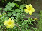 Allamanda 01758.JPG