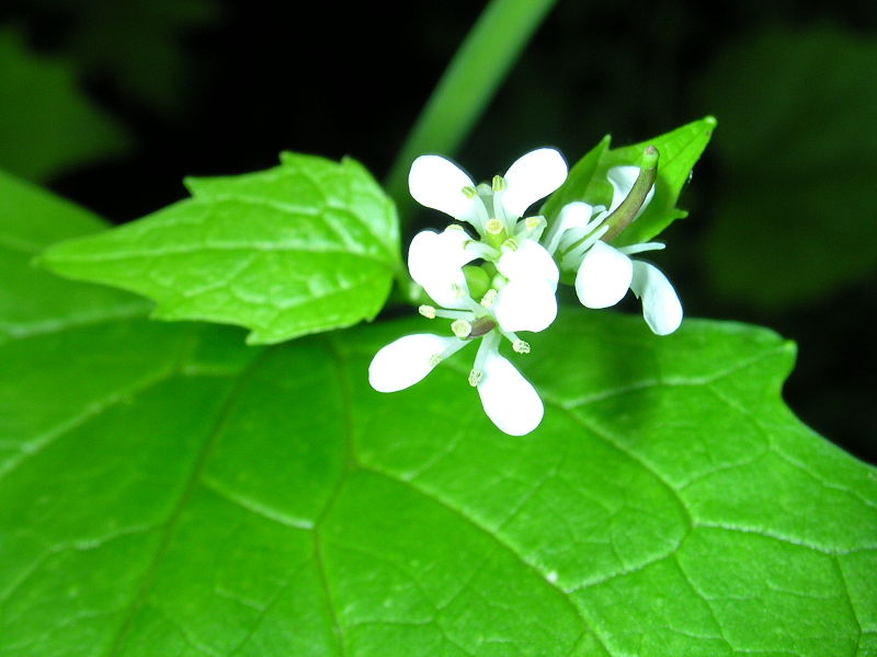 File:Alliaria petiolata 1 (5097219041).jpg