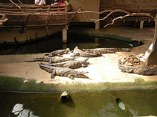 Crocodile farming in the Philippines - Wikipedia