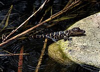 Alligator mississipiensis