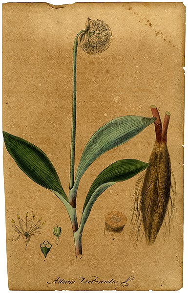 File:Allium victorialis Mann.jpg