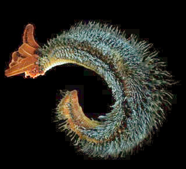 The Pompeii worm lives at great depths by hydrothermal vents at temperatures up to 80 °C