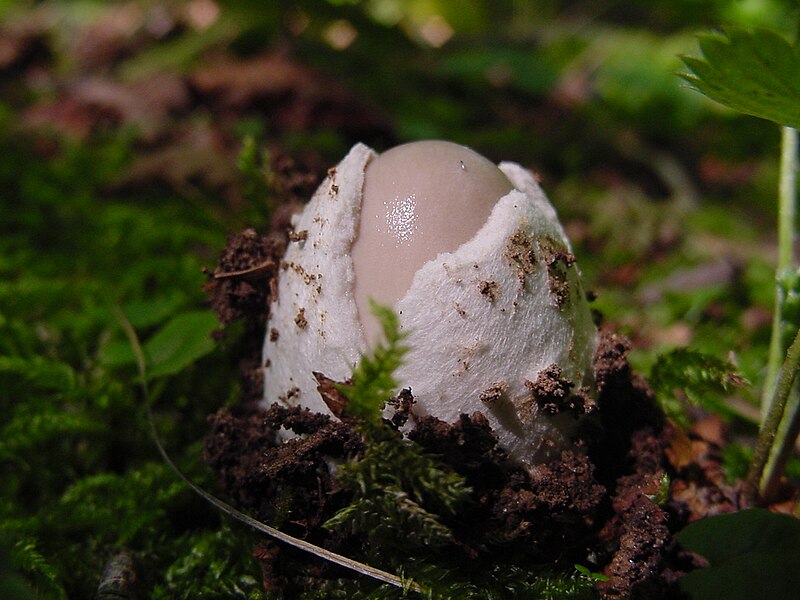 File:Amanita vaginata 01.JPG