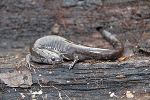 Small-Mouth Salamander