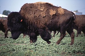 American Bison.jpg
