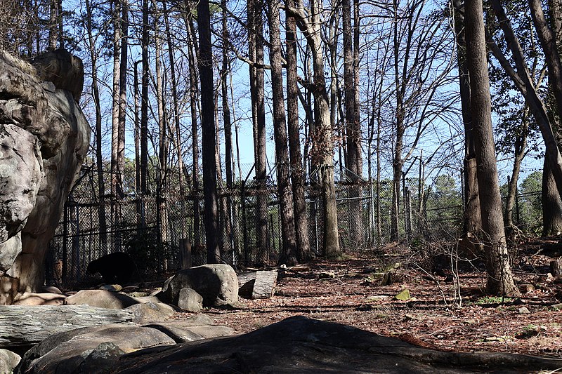 File:American Black Bear at the North Carolina Zoo 3.jpg