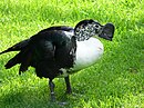 aves De Argentina