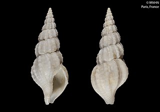 <i>Amiantofusus cartilago</i> Species of gastropod