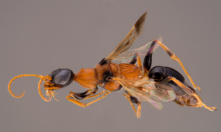 <i>Ampulex dementor</i> Species of wasp