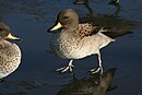 aves De Argentina