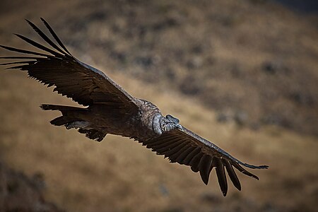 Fail:Andean Condor in flight.jpg