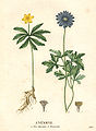 Anemone ranunculoides