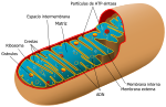 Animal mitochondrion diagram es.svg