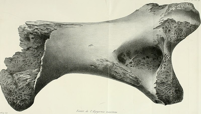 File:Annales des sciences naturelles (1869) (18406823075).jpg