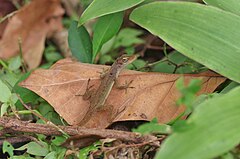 Description de l'image Anolis concolor.jpg.