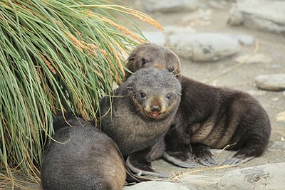 Two furry, dark-brown seal pups in the sand, sitting next to some tall, green grass