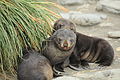 Antarctic Fur Seal Pups play amid Tussock Grass (5723988869).jpg