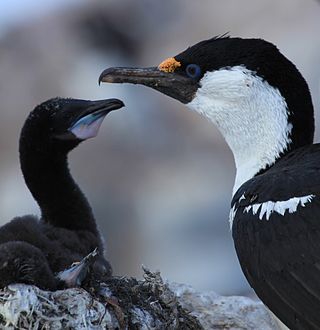 <span class="mw-page-title-main">Antarctic shag</span> Species of bird