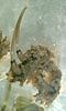 Anthoceros gametophyte & sporophyte (preserved)