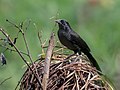 English: Forbes's Blackbird (Anumara forbesi, cat.)