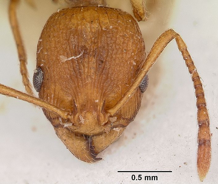 File:Aphaenogaster belti casent0104608 head 1.jpg