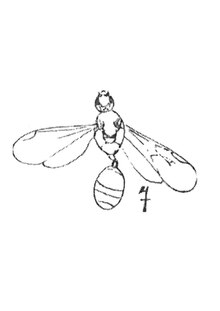 Aphaenogaster maculipes femelle 1937 N. Th. Holotype éch R93 x3 p. 204, Pl. XIV, Hyménoptères du Sannoisien de Kleinkembs.pdf