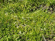 Creeping marshwort in a pasture on Lake Miedwie in Poland Apium repens kz06.jpg