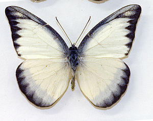 Appias lyncida CRW 5231-05.jpg