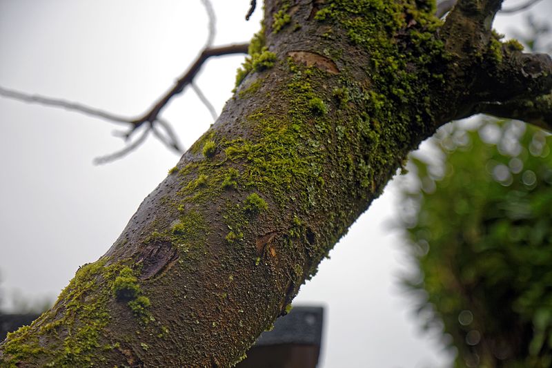 File:Apple tree bough with moss in Nuthurst, West Sussex, England.jpg