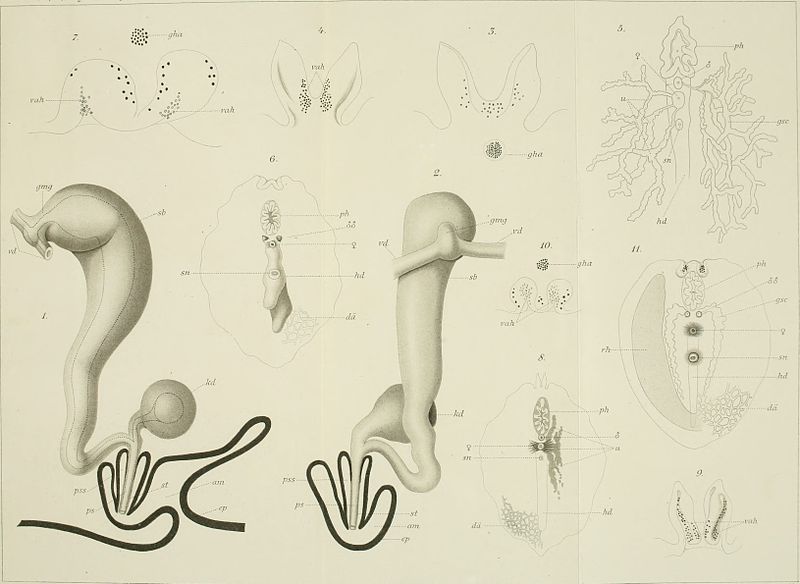 File:Arbeiten aus dem Zoologischen Institut zu Graz (1892-1895) (19560900088).jpg