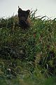 Arctic fox in grass close up face.jpg