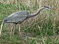 Ardea herodias