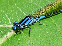 Argia terira