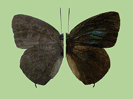 Arhopala horsfieldi