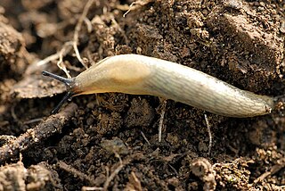 <i>Arion intermedius</i> species of mollusc