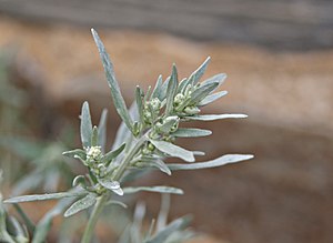 Artemisia Absinthium: Descripción, Distribución y hábitat, Historia