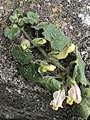 Asarina procumbens flowering shoot with buds and senescent flowers.jpg