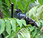 Asian Koel (Male) I- Kolkata IMG 6958. jpg