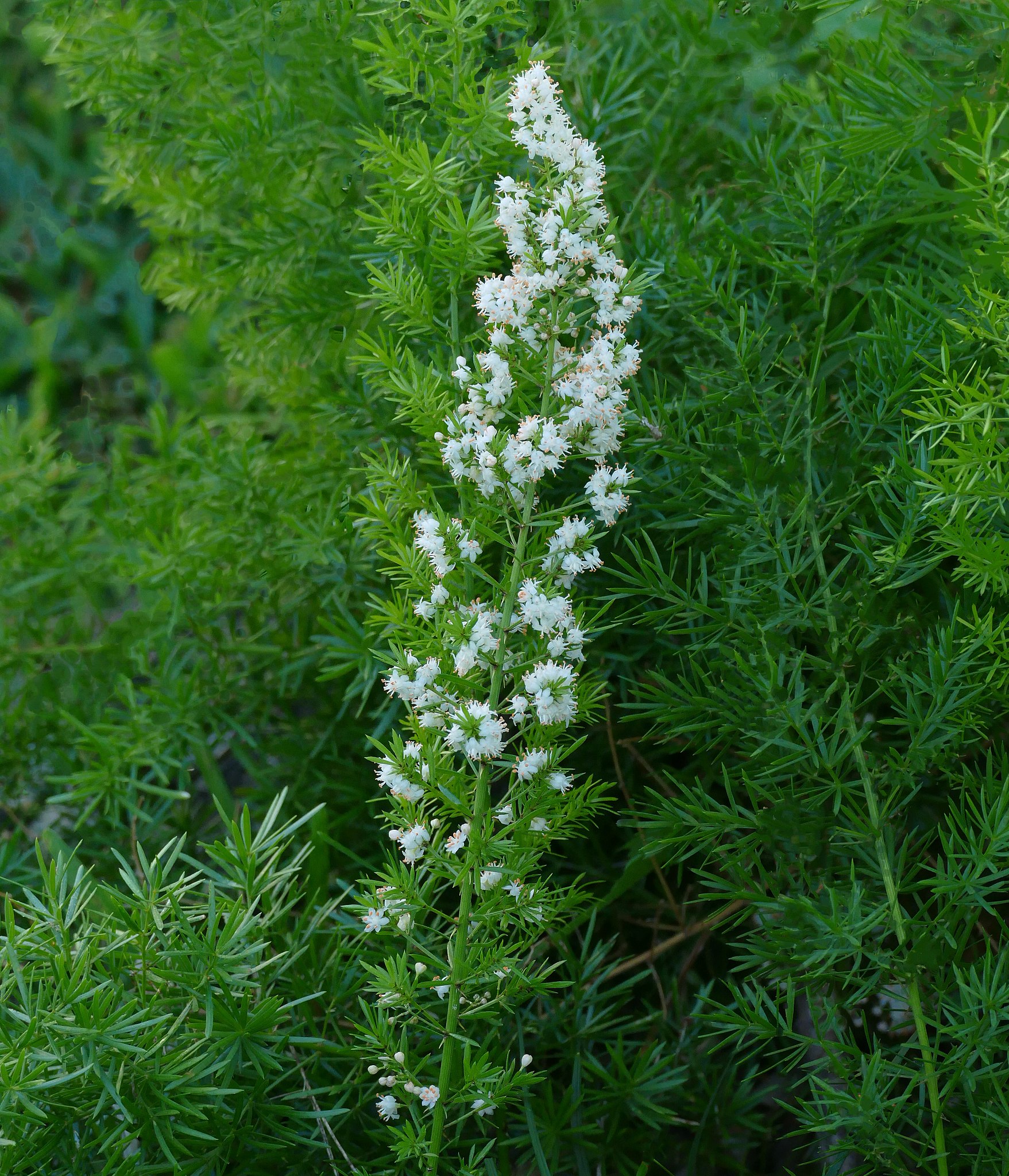 Asparagus setaceus - Wikipedia