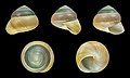 * Nomination Shell of an Indonesian land snail, Asperitas bimaensis cochlostyloides --Llez 06:38, 29 December 2019 (UTC) * Promotion  Support Good quality.--Famberhorst 07:22, 29 December 2019 (UTC)