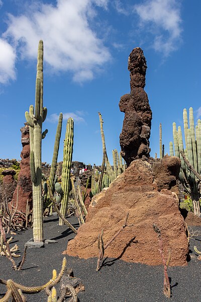 File:At Jardin de Cactus 2022 103.jpg