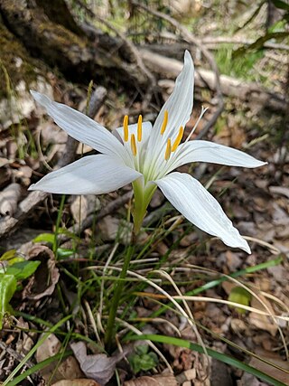 <i>Zephyranthes atamasca</i> Species of plant